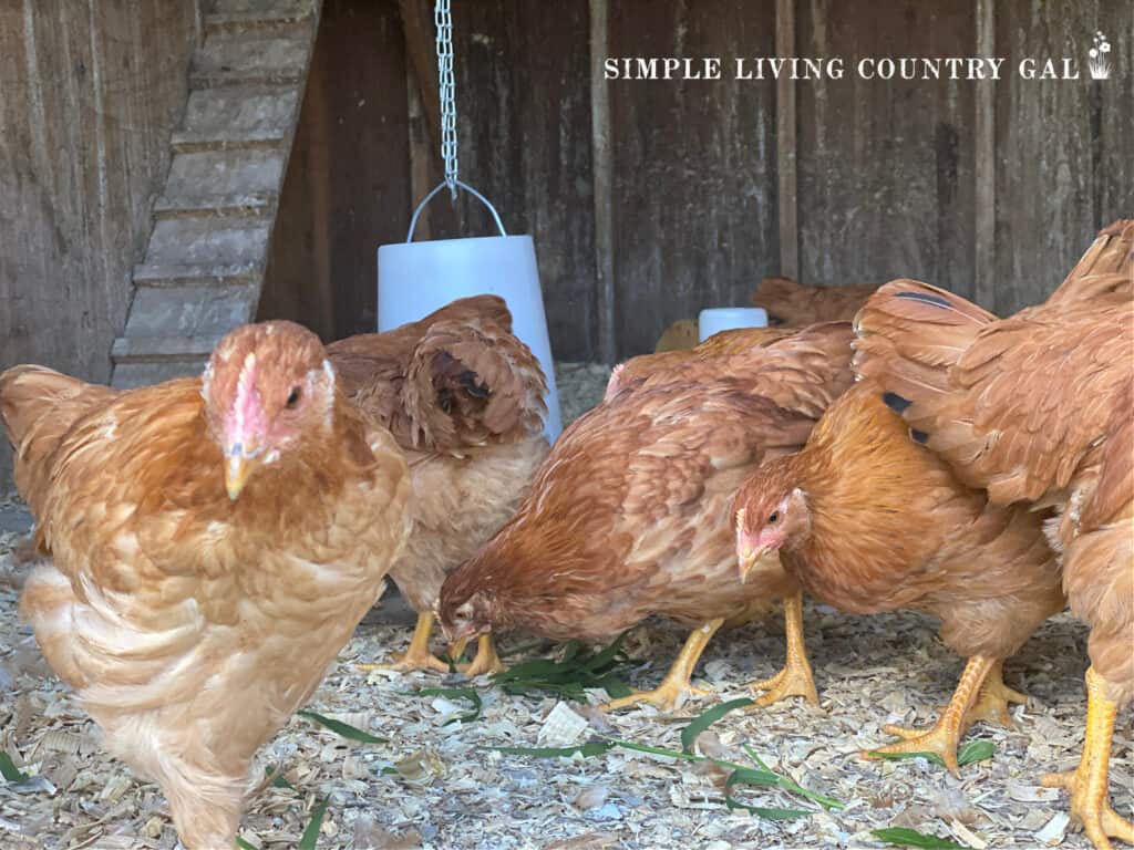 Young golden chickens inside of a chicken coop