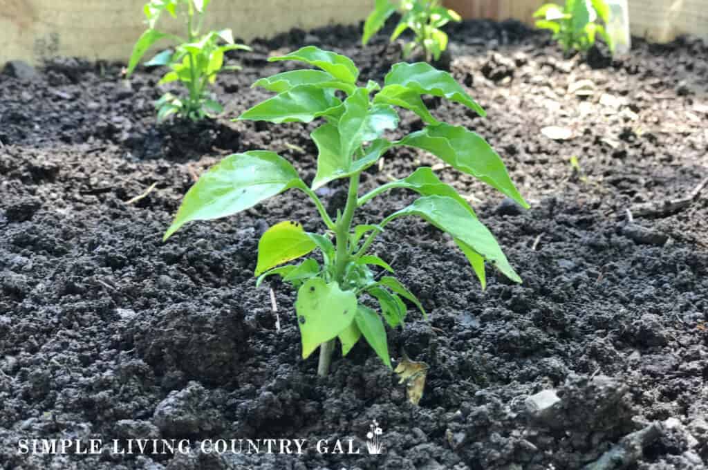 a young bell pepper plant in a garden