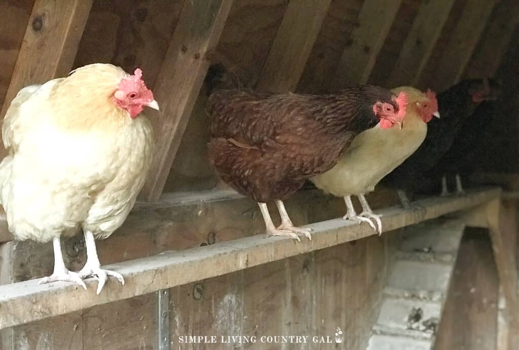 chickens sitting on a roost inside of a chicken coop