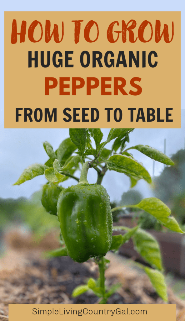 how to grow bell peppers for beginners 
