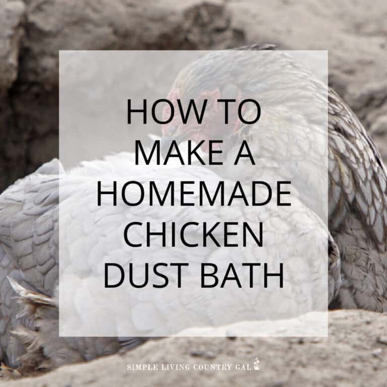 Homemade Chicken Dust Bath