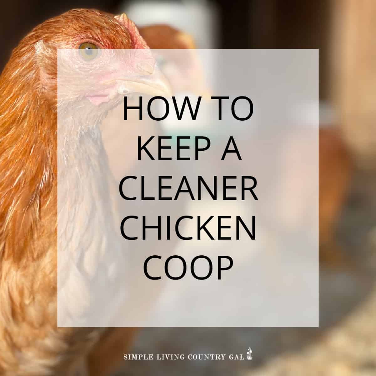 HOW TO KEEP A CLEAN CHICKEN COOP