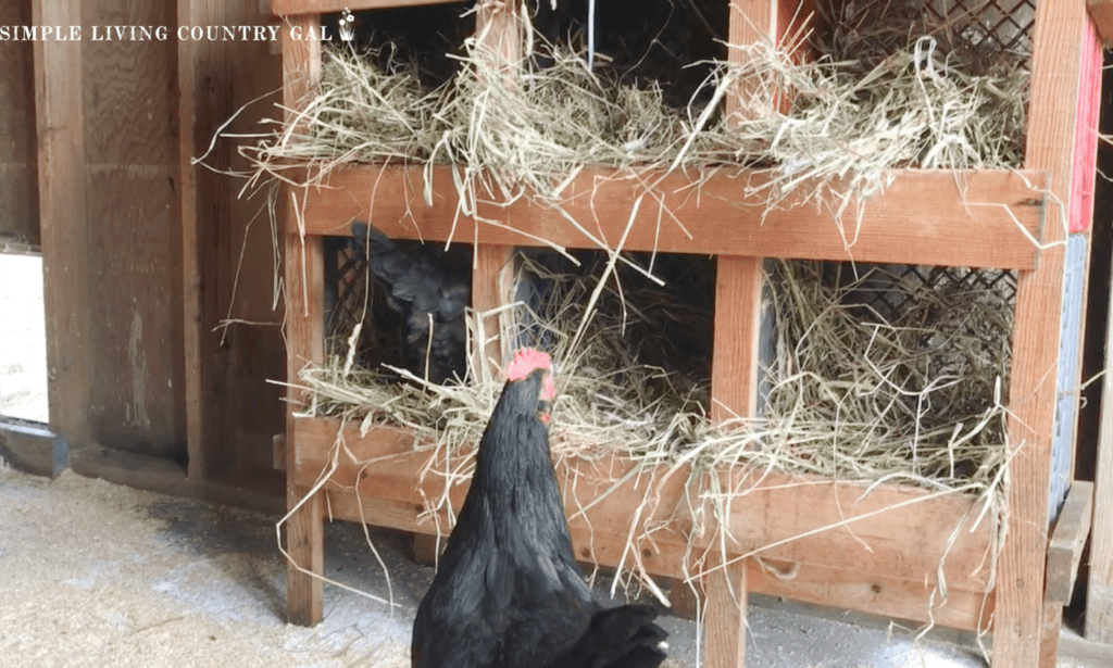 a black chicken looking up at a set of nesting boxes