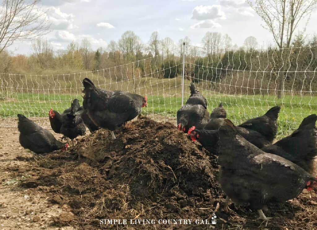 a flock of black chickens playing in a pile of fresh dirt