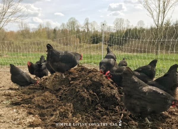 Homemade Chicken Dust Bath | Simple Living Country Gal