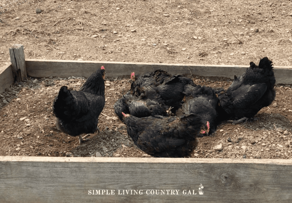 a flock of chickens playing in the dirt of a raised garden bed