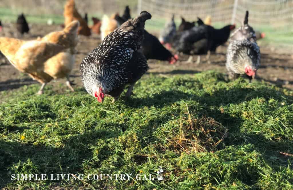 a flock of chickens scratching in fresh cut grass in a chicken run