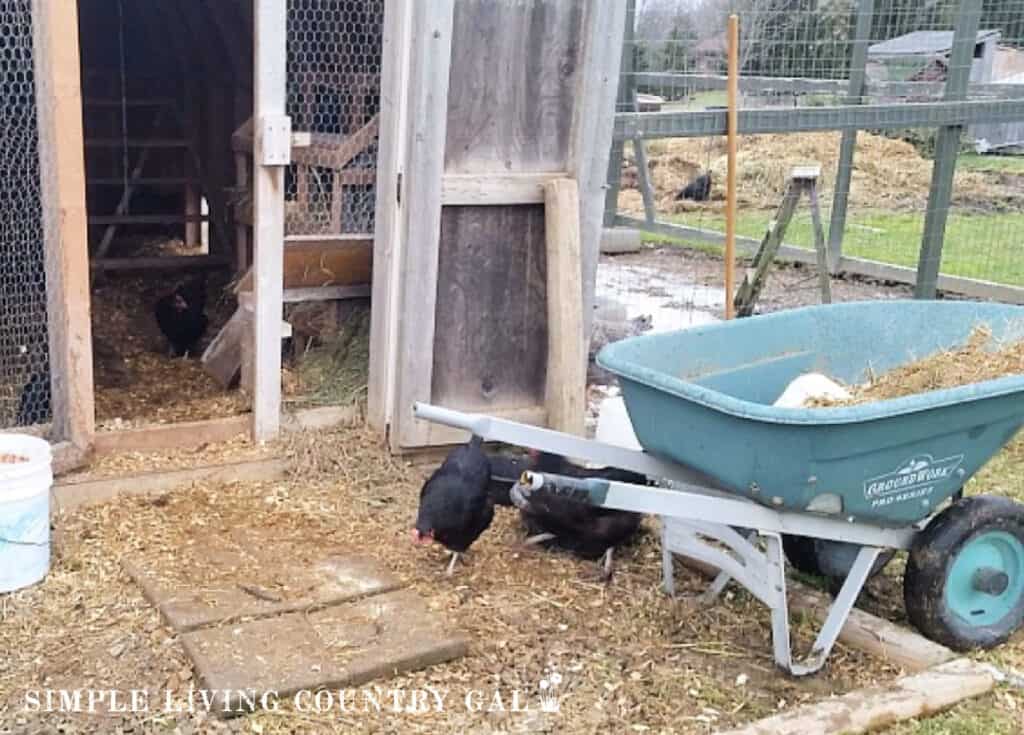 a green wheelbarrow at the door of a chicken coop with black chickens around