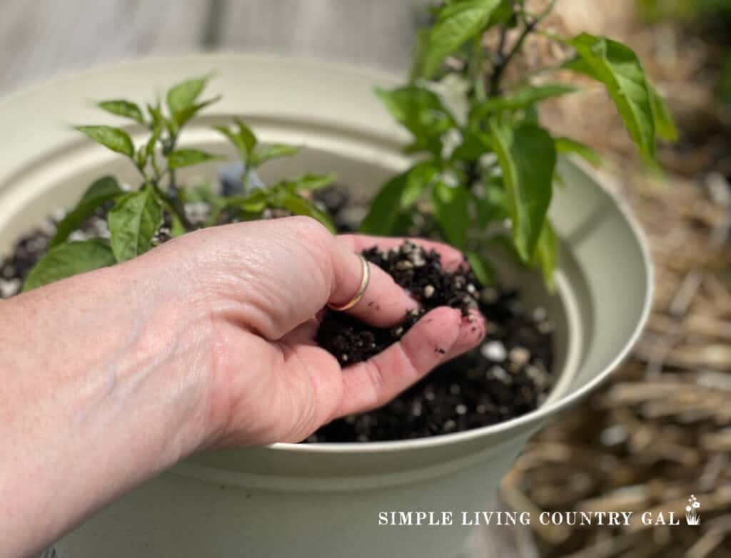 a hand putting dirt in a planter of pepper plants