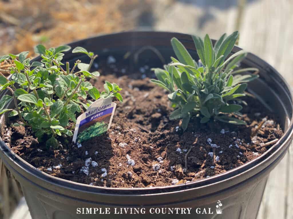 a pot of herbs growing on a back porch