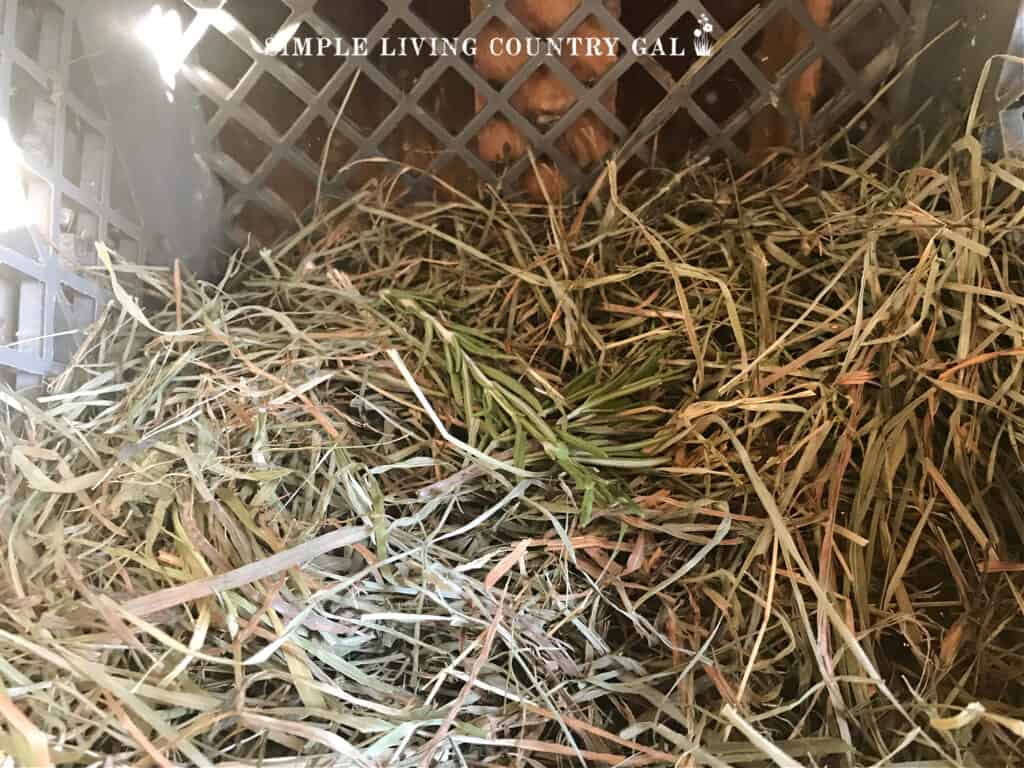 a sprig of herbs in a chicken nesting box in a chicken coop