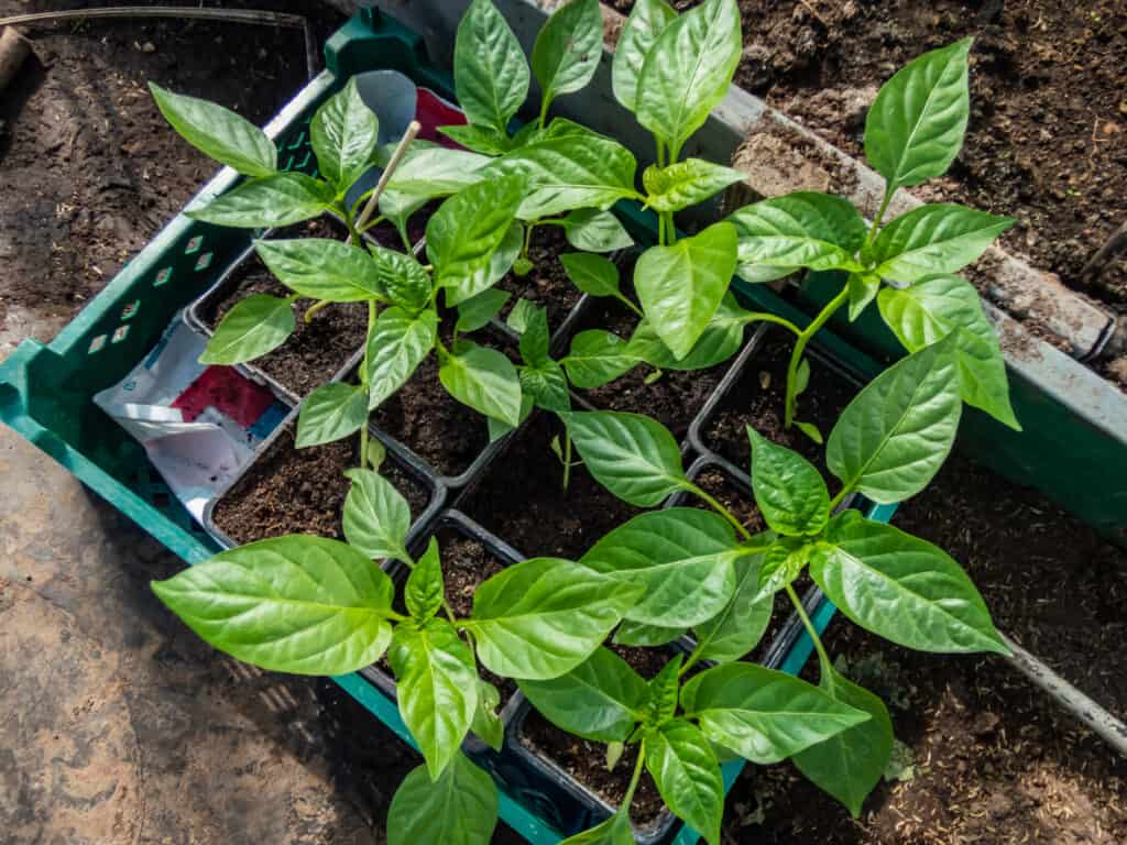 a tray of young pepper seedlings