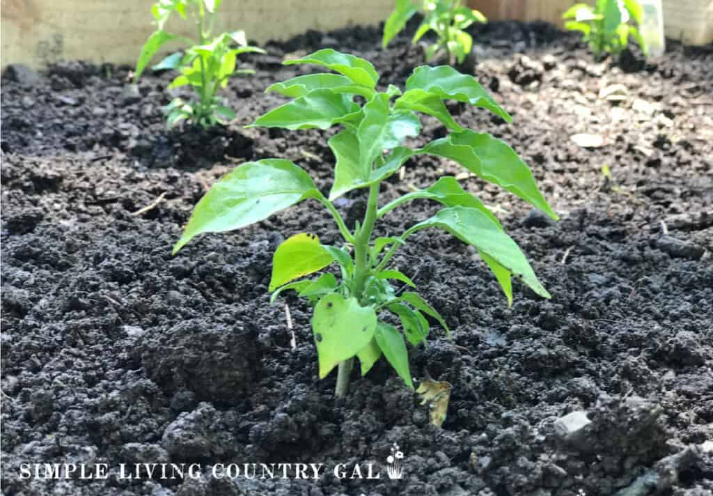 a young bell pepper plant in a garden with other pepper plants in the background