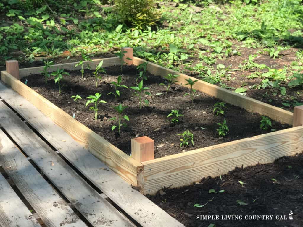 raised garden bed of pepper plants growing in the sunshine