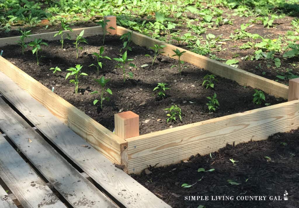 raised garden bed of young pepper plants copy 