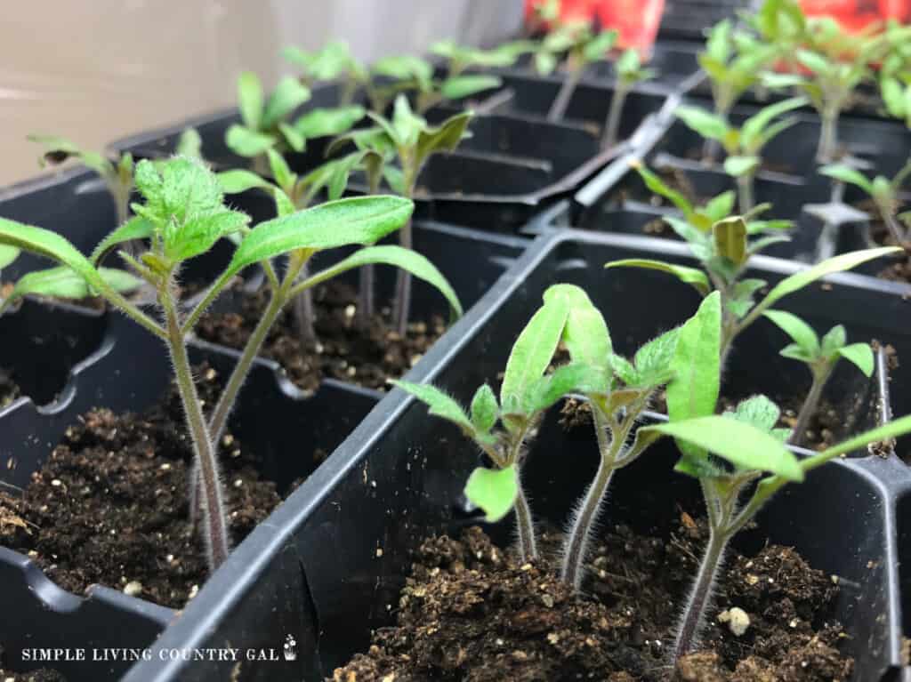 small tomato seedlings in a growing tray 