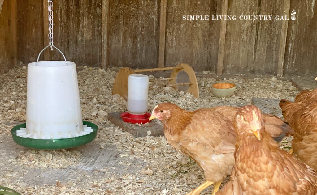 young chickens in a coop with feed and water near by