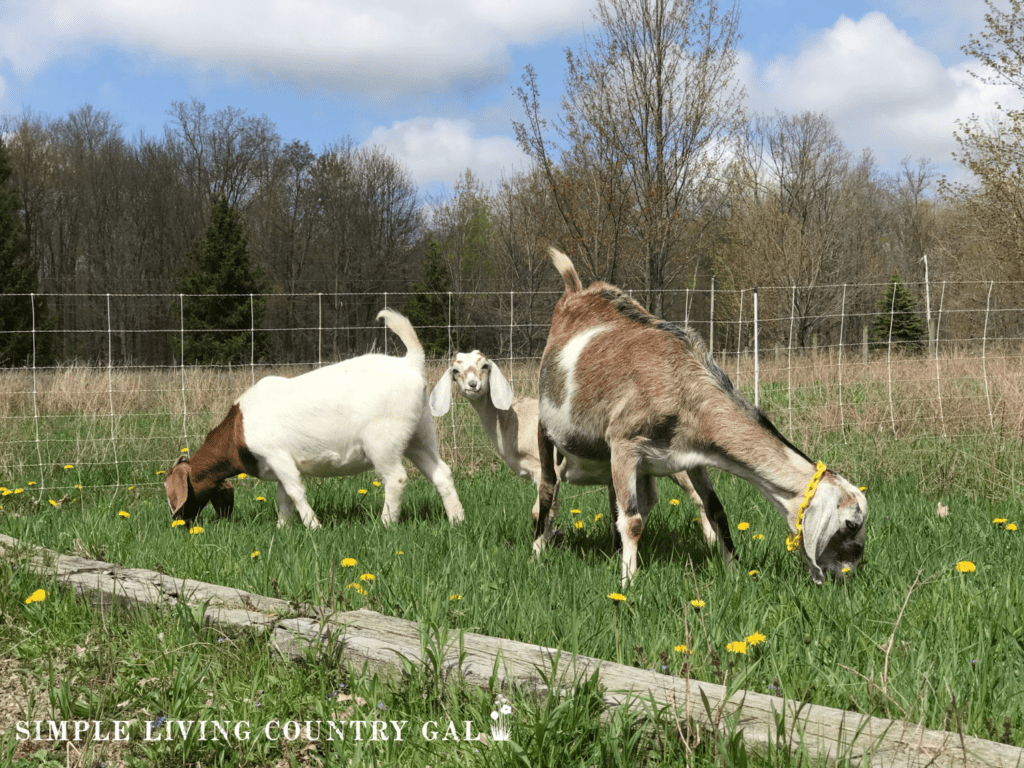 3 goats grazing in a meadow.heic