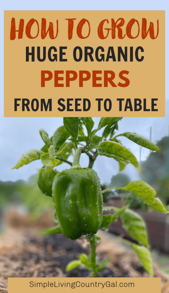 How to grow bell peppers for beginners