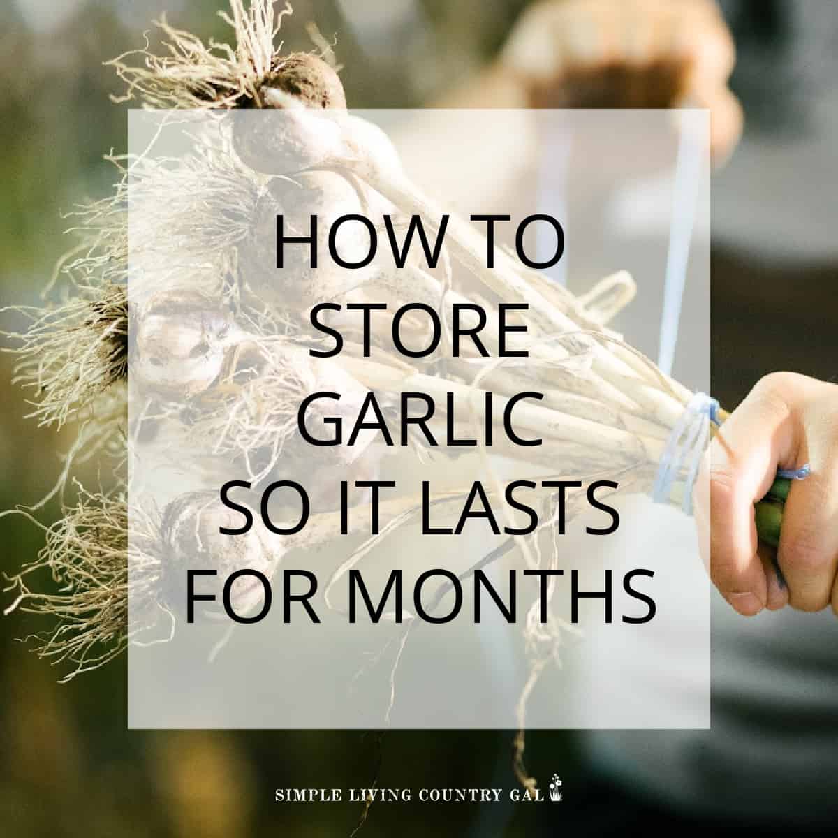 HOW TO STORE GARLIC