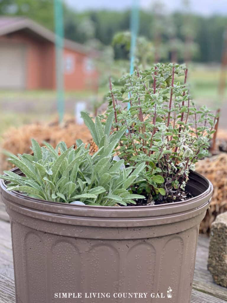 a brown pot with herbs growing inside on top of a table