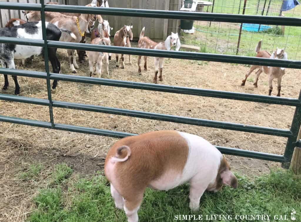 a herd of goats looking at a pig on the other side of a fence