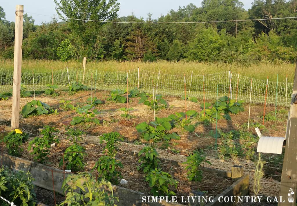 a large garden planted with tomatoes and pepper plants