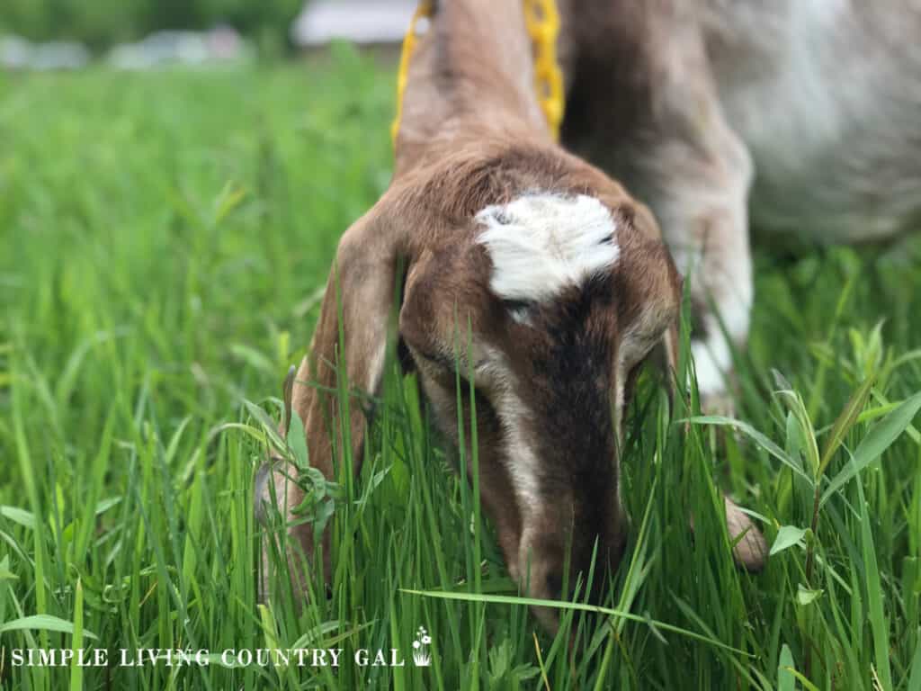 a nubian goat eating green grass in a pasture