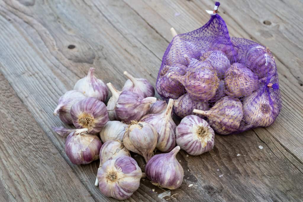 a purple mesh bag of garlic with some lying next to it