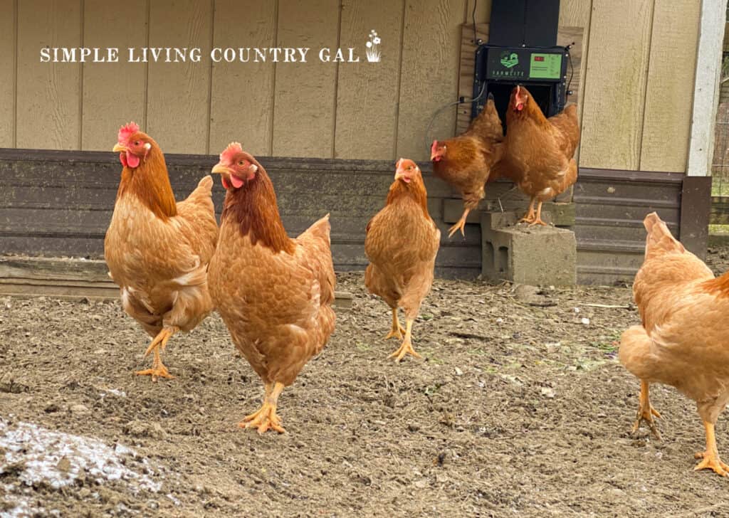 a small flock of golden chickens coming out from their coop