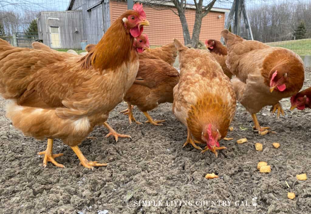 a small flock of golden chickens eating outside in a chicken run