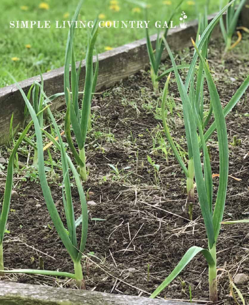 a bed of garlic ready to harvest growing in a raised bed garden 