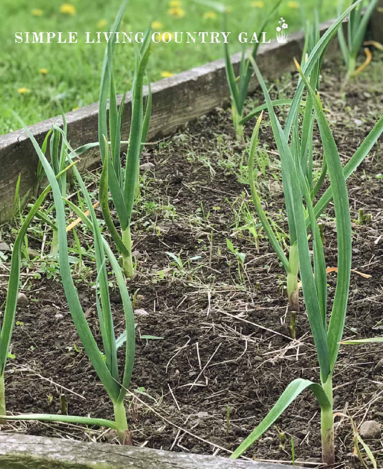 How to Store Garlic | Simple Living Country Gal