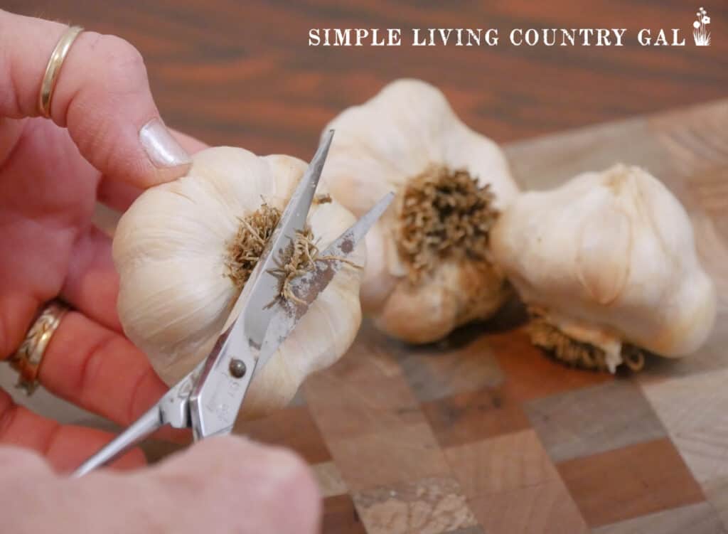 hands trimming away roots from a head of garlic with scissors