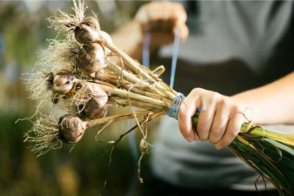 Tying a rope Around a Freshly Picked Garlic Bouquet ready to Dry