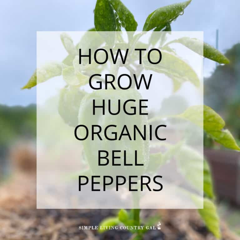 How to Grow Bell Peppers for Beginners