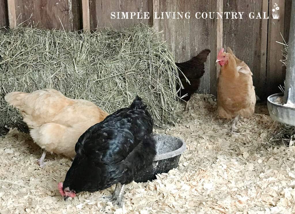 several chickens inside of a chicken coop copy