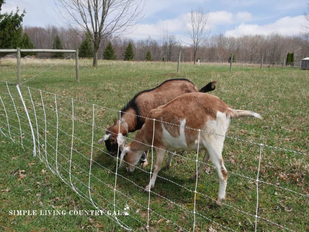 two goats grazing in a pasture near an electric fence