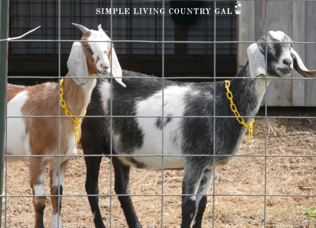 2 Nubian goats standing behind a steel panel fence