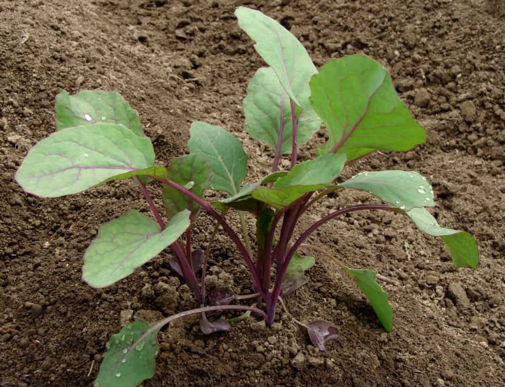 A YOUNG Brussel sprout plant in a backyard garden