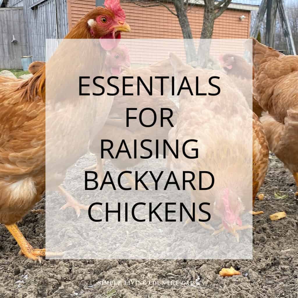 Backyard Chickens Archives Simple Living Country Gal