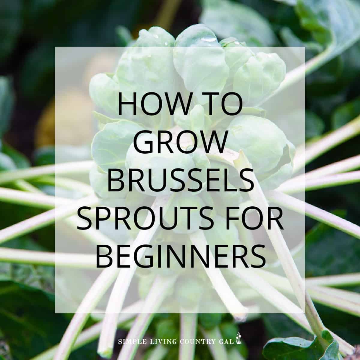 How to Grow Brussels Sprouts for Beginners | Simple Living Country Gal