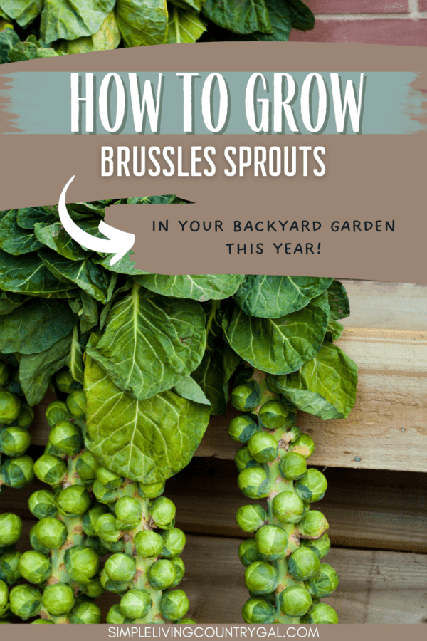 How to Grow Brussels Sprouts for Beginners | Simple Living Country Gal