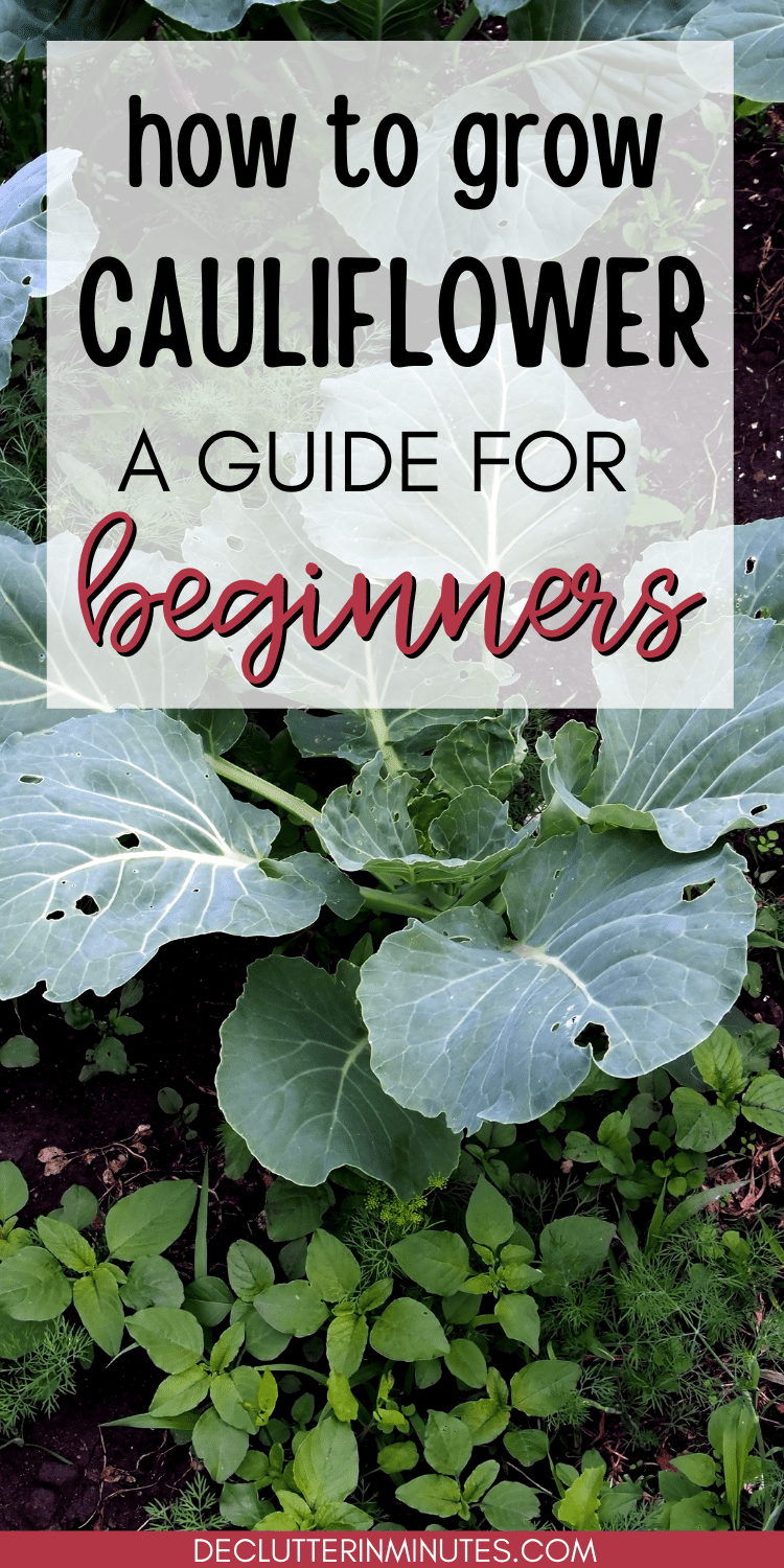 How To Grow Cauliflower For Beginners | Simple Living Country Gal