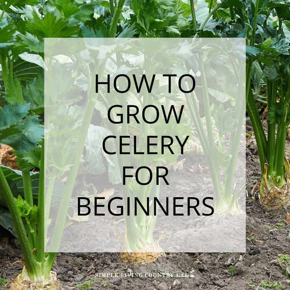 HOW TO GROW CELERY FOR BEGINNERS