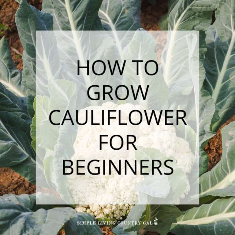 How to Grow Cauliflower for Beginners
