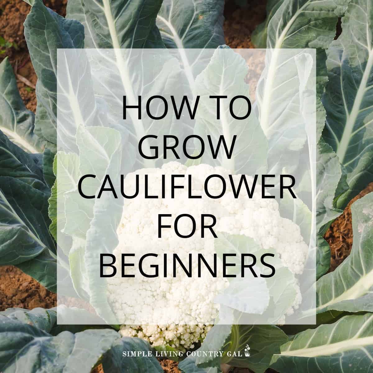 How to Grow Cauliflower for Beginners Simple Living Country Gal