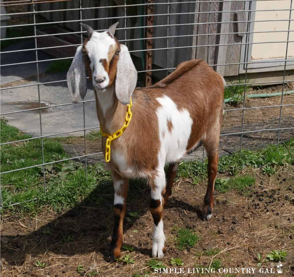 a Nubian goat in a separate pen made with steel panels