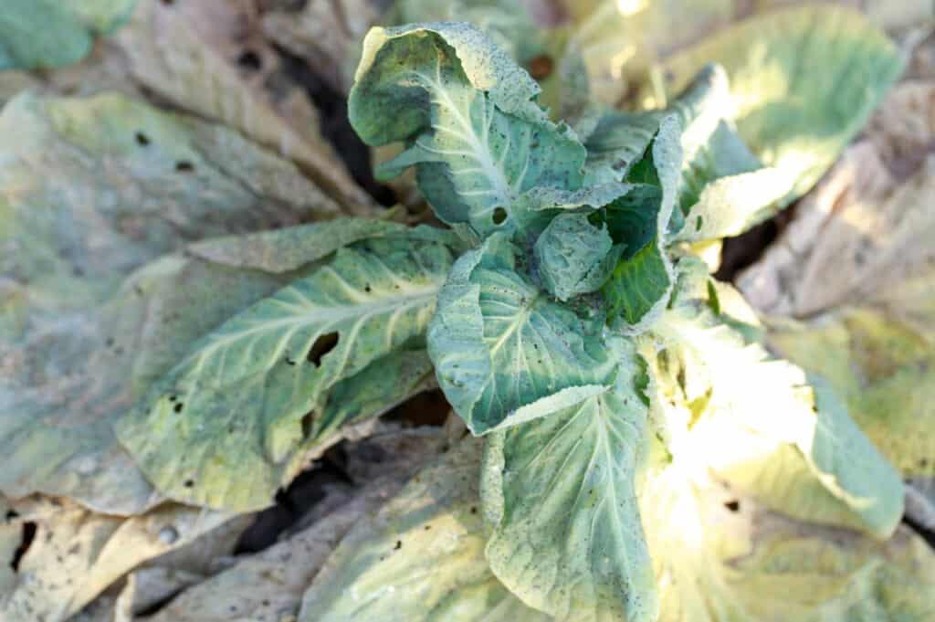How to Grow Brussels Sprouts for beginners