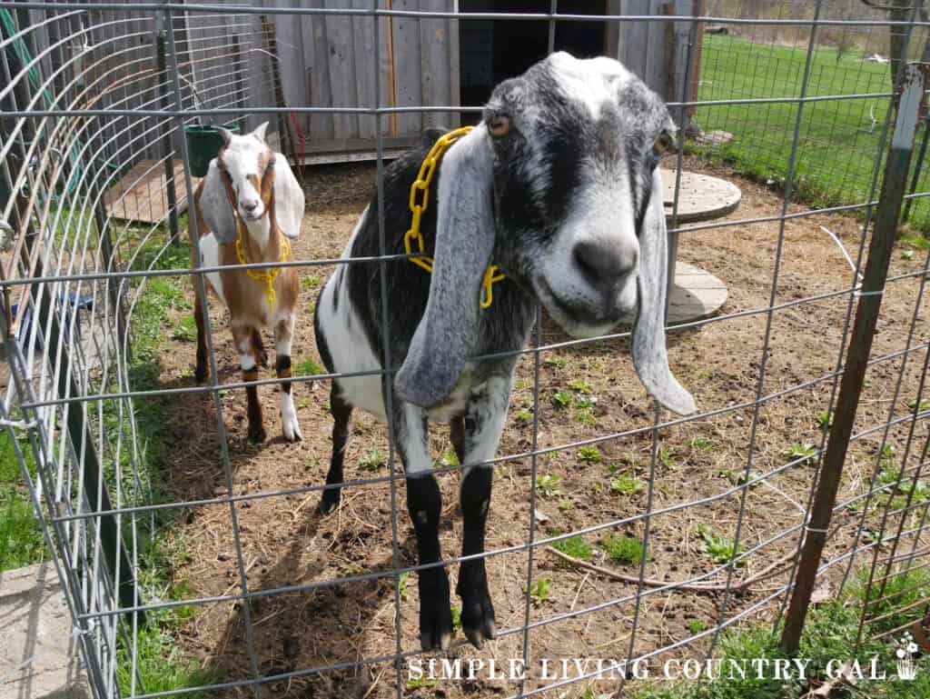 a black and white goat standing on a steel panel fence